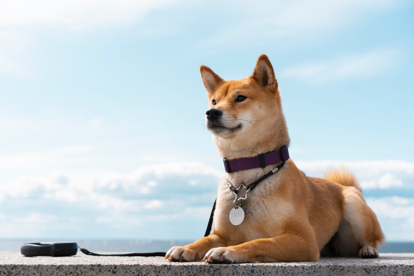 Picking the Best GPS Tracker for Your Pet